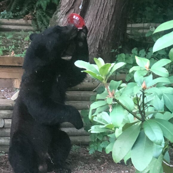 Black Bears and Our Hummingbird Feeder - Picture 3 of 3